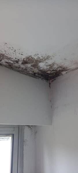 traitement de moisissures sur Montpellier pour les professionnels et particuliers