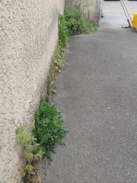 Avant / après du désherbages en résidence pour les professionnels et résidences en copropriétés à Montpellier